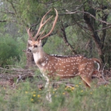 Schmidt Ranch Axis