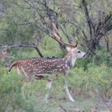 Schmidt Ranch Axis