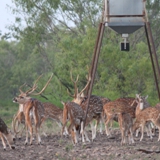 Schmidt Ranch Axis