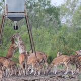 Schmidt Ranch Axis