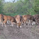 Schmidt Ranch Axis