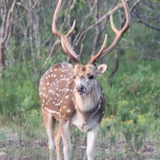 Schmidt Ranch Axis