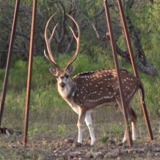 Schmidt Ranch Axis