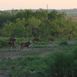 Schmidt Ranch Axis