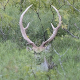 Schmidt Ranch Axis