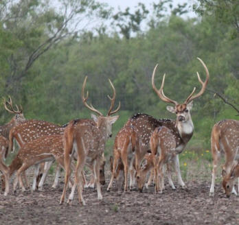Our Axis Deer