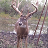 Schmidt Ranch - Whitetail