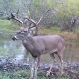 Schmidt Ranch - Whitetail