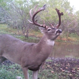 Schmidt Ranch - Whitetail