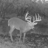 Schmidt Ranch - Whitetail