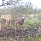 Schmidt Ranch - Whitetail