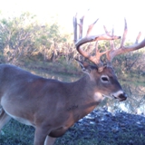 Schmidt Ranch - Whitetail