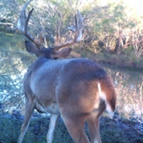 Schmidt Ranch - Whitetail