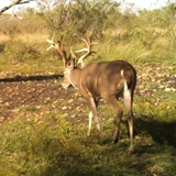 Schmidt Ranch - Whitetail