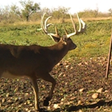 Schmidt Ranch - Whitetail