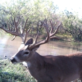 Schmidt Ranch - Whitetail