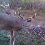 Schmidt Ranch - Whitetail