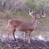 Schmidt Ranch - Whitetail