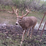 Schmidt Ranch - Whitetail