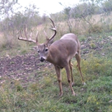 Schmidt Ranch - Whitetail